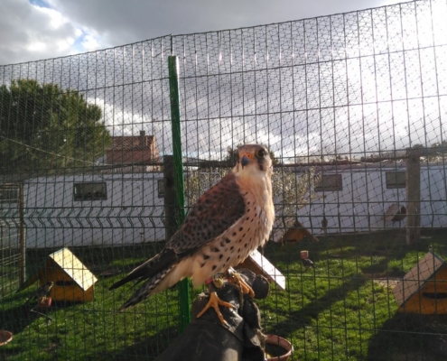 Especialistas en el control de aves sin dañar su entorno en Madrid y Salamanca